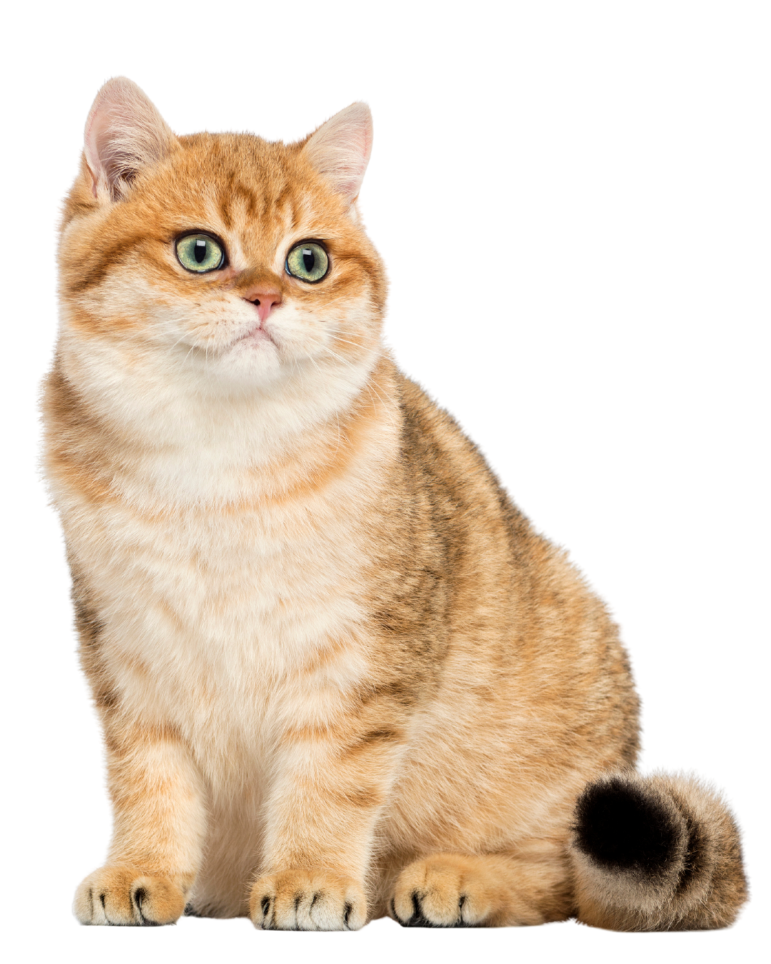 A cat sitting on a white background