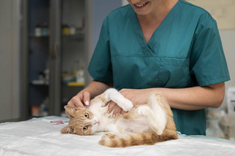 A person petting a cat