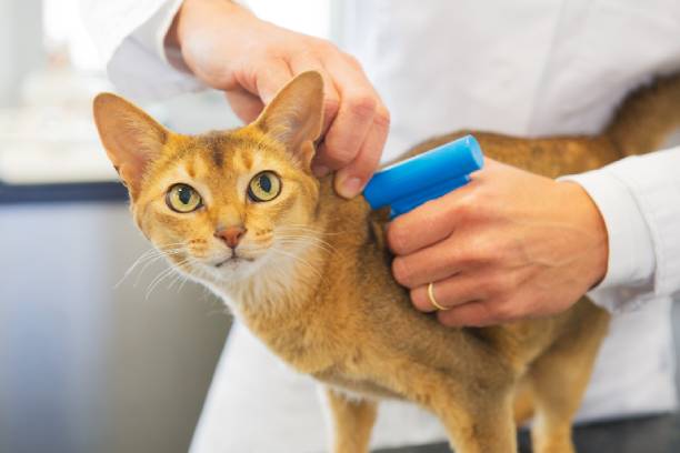 Pet Microchipping