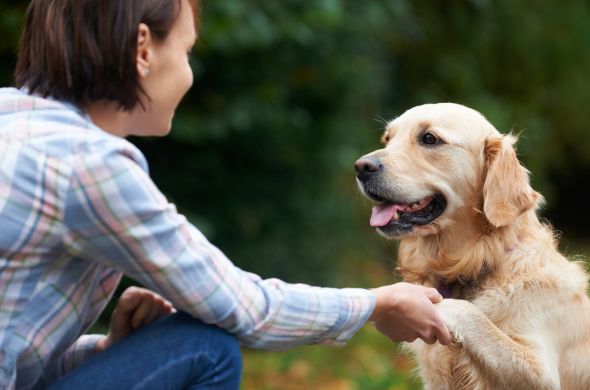 a person petting a dog