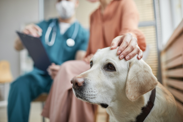 a dog with a person touching it's head