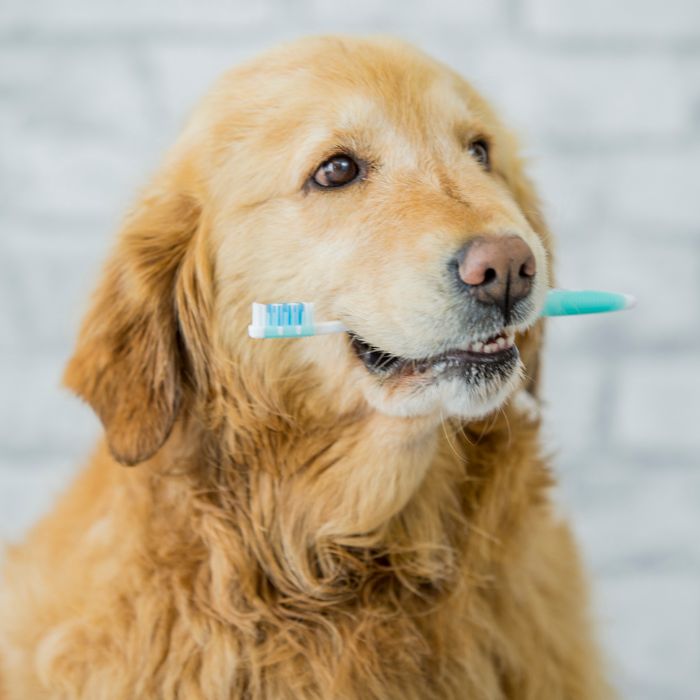 a dog holding a toothbrush in its mouth