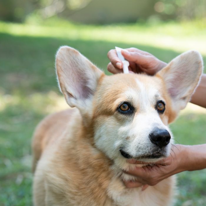 a person brushing a dog's face