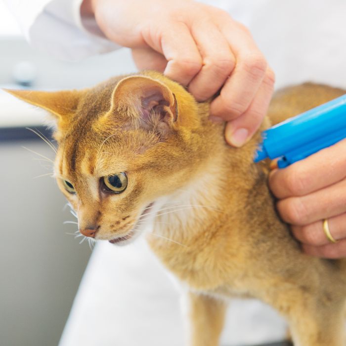 cat microchipping