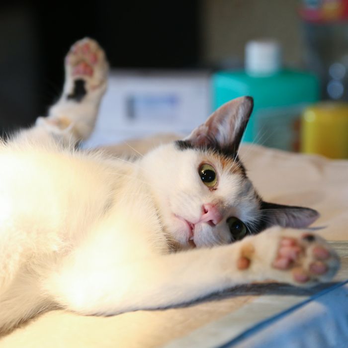 a cat lying on a bed