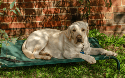 Keeping your dog cool in the summer