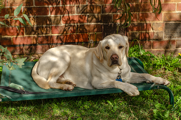 A dog sitting under a tree