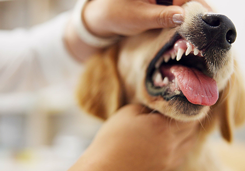 A dog getting dental treatment