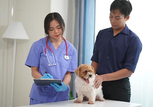 two vets examining a dog