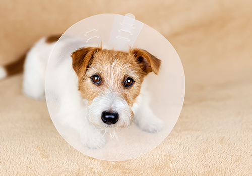 A dog wearing a cone around it's neck