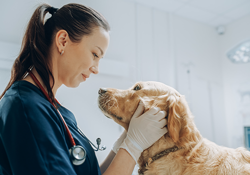 A vet holding on to a dog by the face