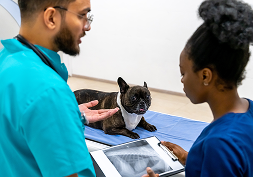 Two vets looking at an x-ray in front of a dog